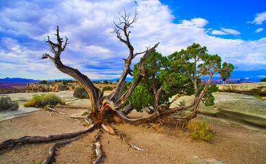The twisted trees of the desert, located in Arches National Park.