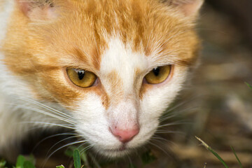 face of a red cat close-up from the front © Paulina