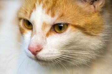 face of a red cat close-up from the front © Paulina