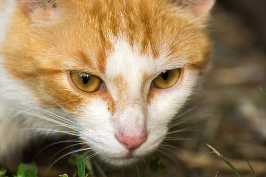 Fototapeta face of a red cat close-up from the front