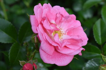 The beautiful pink red rose blossoming in the early summer afternoon in Sapporo Japan