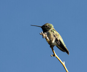 hummingbird on the branch
