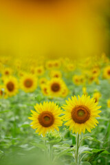 Fototapeta premium 向日葵 