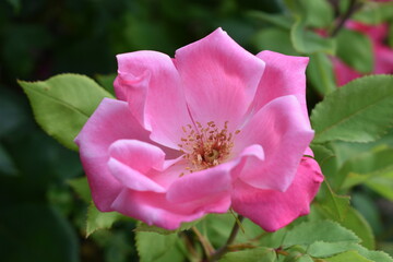 Fototapeta na wymiar The beautiful pink red rose blossoming in the early summer afternoon in Sapporo Japan