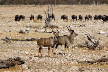 Greater kudus and wildebeests, Okaukuejo, Etosha National Park, Namibia