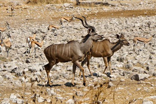 Greater kudus and springboks, Okaukuejo, Etosha National Park, Namibia
