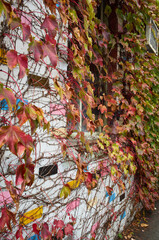 Autumn leaves against a colorful painted brick wall