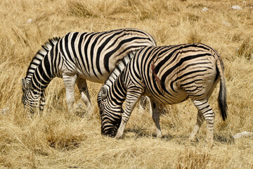 Fototapeta na wymiar Burchell's (common, plains) zebras (one injured) grazing, Etosha National Park, Namibia