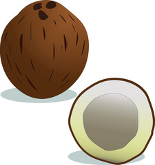coconut on white background