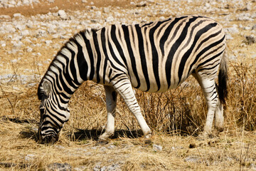 Fototapeta na wymiar Burchell's (common, plains) zebra grazing, Etosha National Park, Namibia