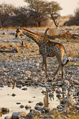 Southern giraffe at waterhole, Okaukuejo, Etosha National Park, Namibia