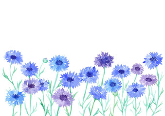 Fototapeta premium 矢車菊（ヤグルマギク）の水彩イラスト