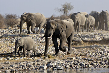Obraz premium Elephant herd coming to waterhole, Okaukuejo, Etosha National Park, Namibia