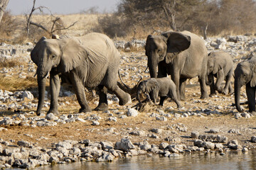 Obraz premium Elephant herd coming to waterhole, Okaukuejo, Etosha National Park, Namibia