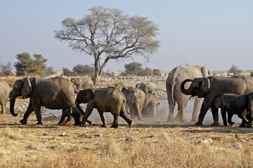 Fototapeta premium Elephants at waterhole, Okaukuejo, Etosha National Park, Namibia