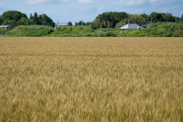 Fototapeta na wymiar 初夏の麦畑 収穫前の麦畑 黄金色の麦畑 日本の農村