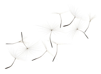 Many dandelion seeds flying on white background