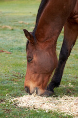 Close-up of horse eating feed
