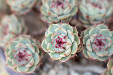 close up of a cactus