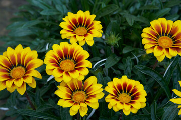 Beautifully blooming yellow Gazania close-up