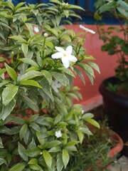 White flowers in a garden