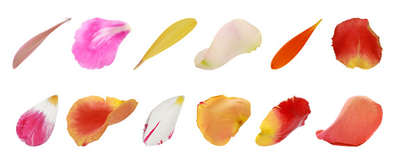 Set with different beautiful flower petals on white background. Banner design