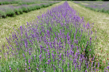 Obraz premium Lavender Fields
