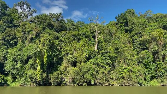 View from the brown waters of the Amazon like Barron River towards the dense jungle shrouded banks with their tangles of creepers and rich green and lush rain forest in tropical North Queensland