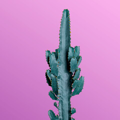 Beautiful cactus on pink background. Creative design