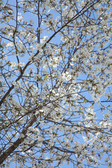Cherry blossom branches with white buds blooming.