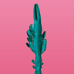 Beautiful cactus on pink background. Creative design