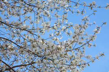 Cherry blossom branches with white buds blooming.