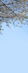 Cherry blossom branches with white buds blooming.