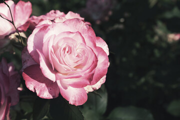 Beautiful blooming pink roses on bush outdoors, closeup