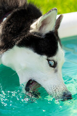 dog, husky breed playing drinking water, close-up