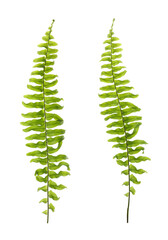 Beautiful fern leaves on white background, collage