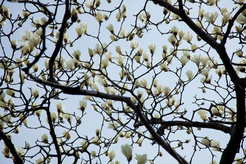 Magnolia flowers in the spring sky