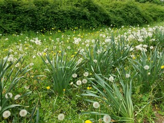 Dente-de-le&atilde;o no campo