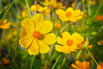 Yellow flowers on the field