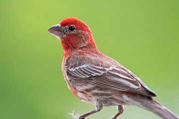 House Finch