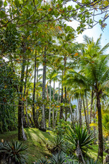 Obraz premium Beach in São Sebastião, São Paulo, Brazil - Summer