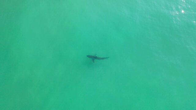 Shark, 1
Drone footage of large Great White Shark swimming in clear waters and  hunting for food along the South African coastline. 