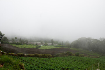 Fototapeta premium View of vegetable plantation on top of mountain with foggy weather