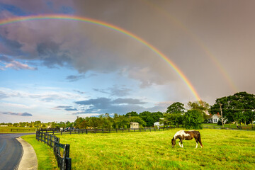 Rainbow over pasture