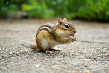 chipmund eating
