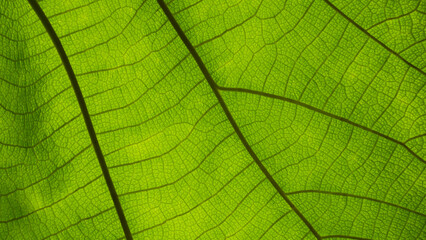 Naklejka na ściany i meble Green leaf nature vintage background Select a specific focus 