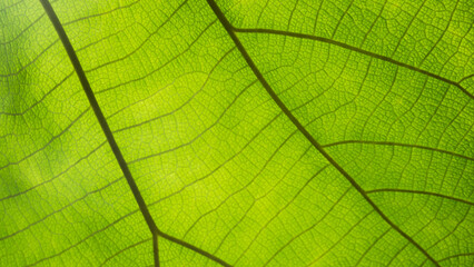 Naklejka na ściany i meble Green leaf nature vintage background Select a specific focus 