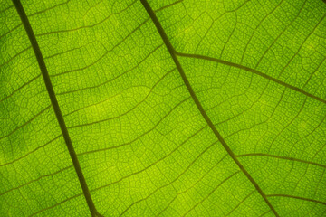 Fototapeta na wymiar green cell structure texture of nature leaf background