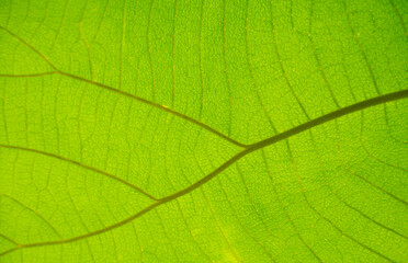 green cell structure texture of nature leaf background