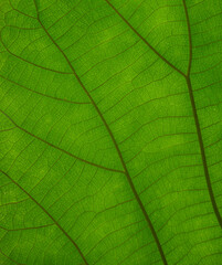 Naklejka na ściany i meble green cell structure texture of nature leaf background